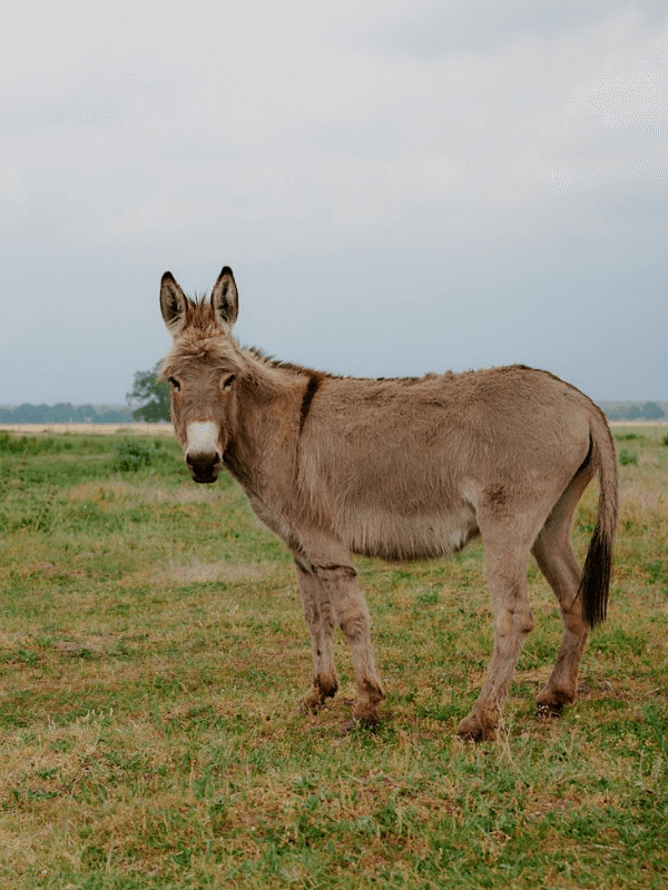 vakantie, ezel, boerderij, platteland